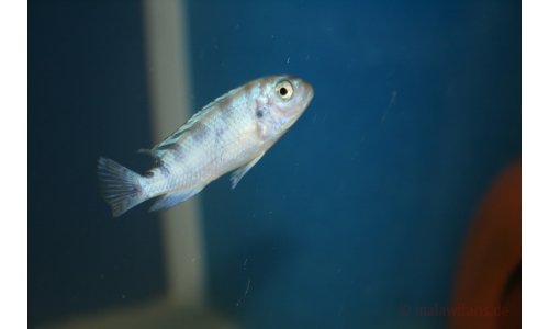 Pseudotropheus lombardoi